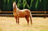 Ginger. Dalila's Mare.jpg