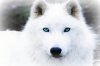 White-Wolf-With-Blue-Eyes-1.jpg