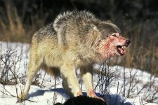 north-american-grey-wolf-canis-lupus-occidentalis-adult-kill-bloody-face-canada-north-american...jpg