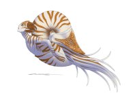 nautilus.jpg
