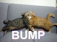 1174577-bump.jpg