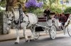 carriage.jpg