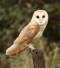 Barn Owl2.jpg