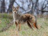 coyote.gif