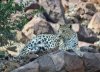 arabian-leopard.jpg