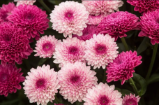 Chrysanthemum.png