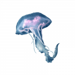 freshwater-jellyfish-01.png