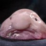 LordBlobFish