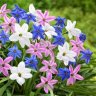 starflower