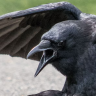 EverCryingCrow