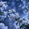 moonlightmuse