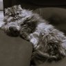 TransMaximus
