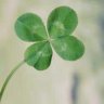 FourLeafClover