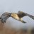 Harrier