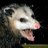 anonpossum