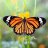Monarch_892