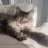 BeeTheCat