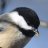 birdiebirds