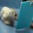 sillyseal12