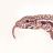 lizardfather