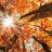 AmberAutumn