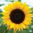 Sunflower93
