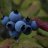 Cassiel_Mundame